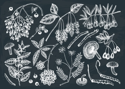Adaptodenic plants illustrations collection. Hand-sketched medicinal berries, weeds, herbs on chalkboard. Perfect for labels or packaging. Vector plants outlines. Botanical elements in vintage style.